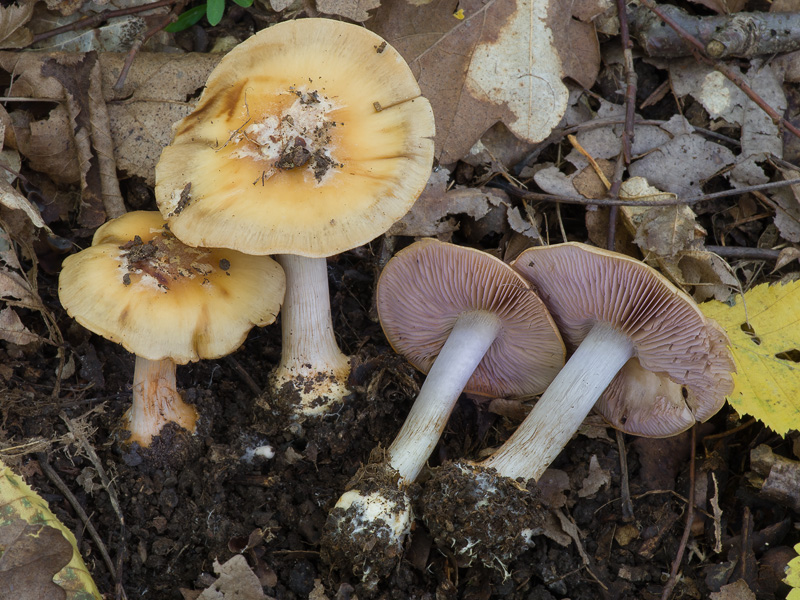 Cortinarius violaceoserrulatus